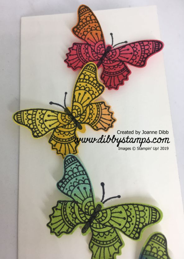 Butterfly Rainbow Close up